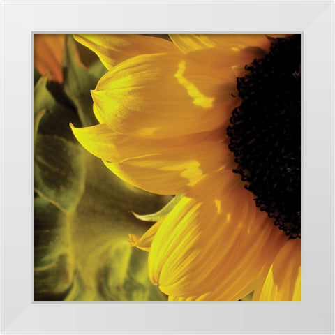 Sunlit Sunflowers VII White Modern Wood Framed Art Print by Burkhart, Monika