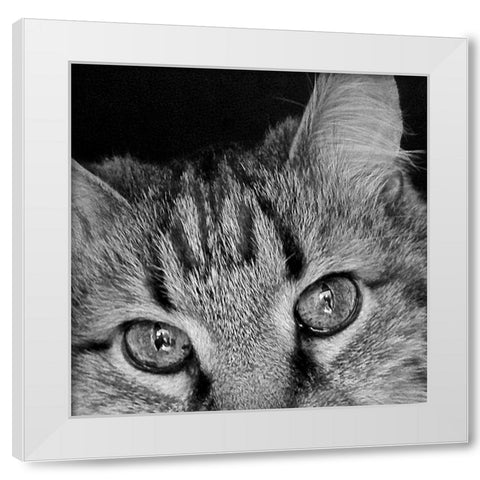 Cat Eyes BandW II White Modern Wood Framed Art Print by Burkhart, Monika