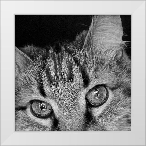 Cat Eyes BandW II White Modern Wood Framed Art Print by Burkhart, Monika
