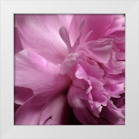 Spring Peonies II White Modern Wood Framed Art Print by Burkhart, Monika