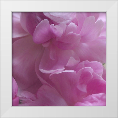 Spring Peonies III White Modern Wood Framed Art Print by Burkhart, Monika