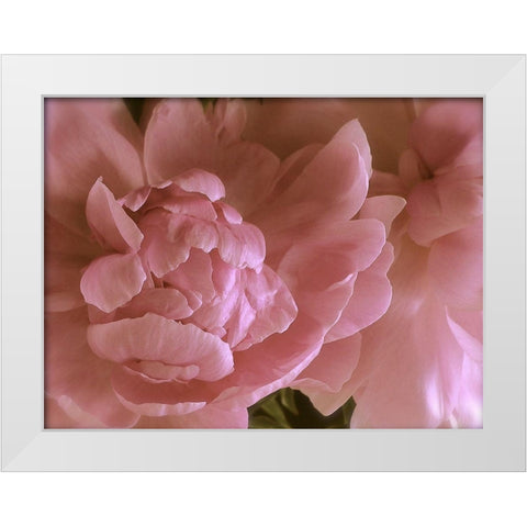 Soft Peonies II White Modern Wood Framed Art Print by Burkhart, Monika