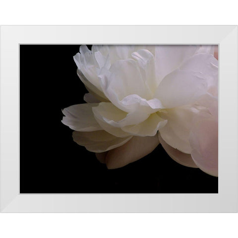 White Peony I White Modern Wood Framed Art Print by Burkhart, Monika