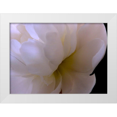 White Peony II White Modern Wood Framed Art Print by Burkhart, Monika
