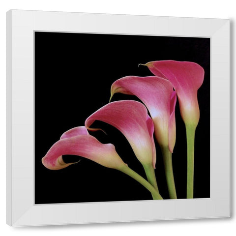 Pink Calla Lilies I White Modern Wood Framed Art Print by Burkhart, Monika