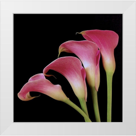 Pink Calla Lilies I White Modern Wood Framed Art Print by Burkhart, Monika