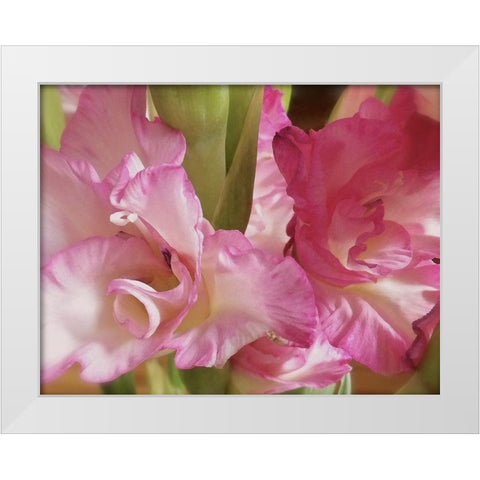 Gladiolas White Modern Wood Framed Art Print by Burkhart, Monika