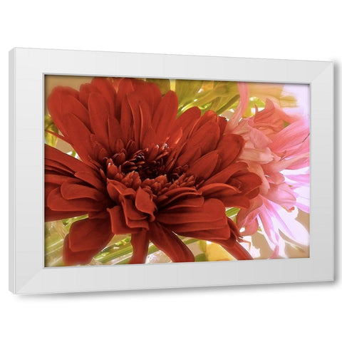 Gerbera Daisies White Modern Wood Framed Art Print by Burkhart, Monika