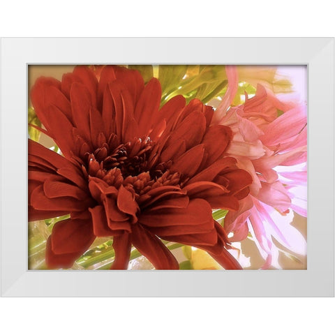 Gerbera Daisies White Modern Wood Framed Art Print by Burkhart, Monika