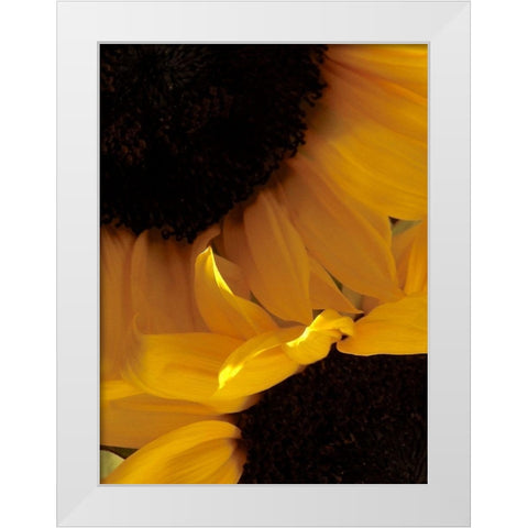 Sunflowers IX White Modern Wood Framed Art Print by Burkhart, Monika