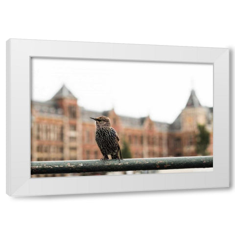 Perched II White Modern Wood Framed Art Print by Berzel, Erin
