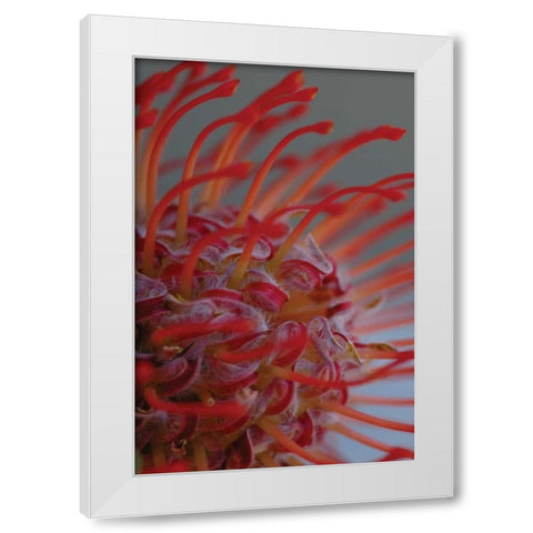 Summer Bloom XIII White Modern Wood Framed Art Print by Berzel, Erin