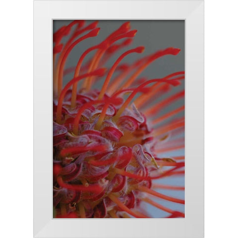 Summer Bloom XIII White Modern Wood Framed Art Print by Berzel, Erin