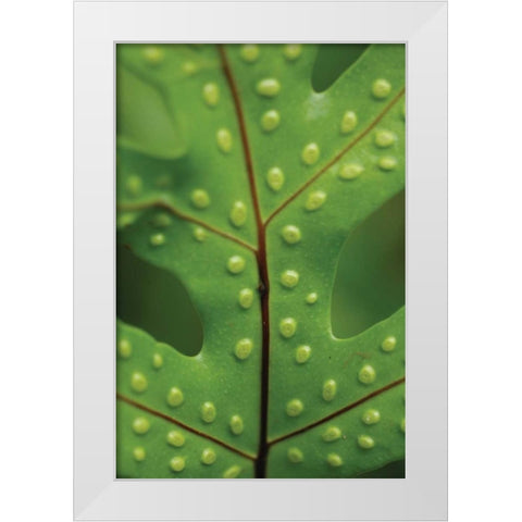 Spotted Leaf I White Modern Wood Framed Art Print by Berzel, Erin