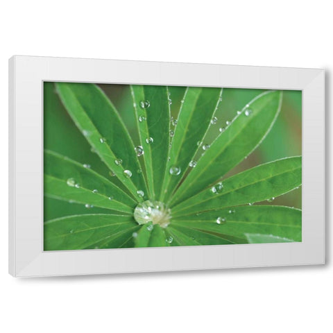 Morning Dew I White Modern Wood Framed Art Print by Berzel, Erin