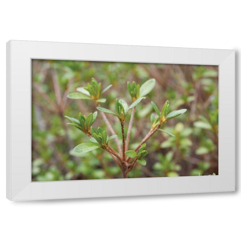Spring Leaves I White Modern Wood Framed Art Print by Berzel, Erin