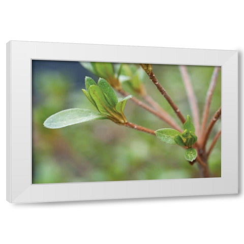 Spring Leaves II White Modern Wood Framed Art Print by Berzel, Erin