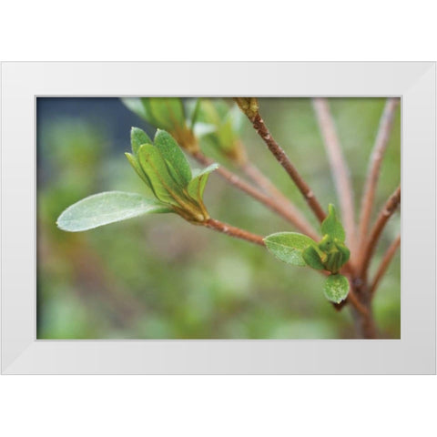 Spring Leaves II White Modern Wood Framed Art Print by Berzel, Erin