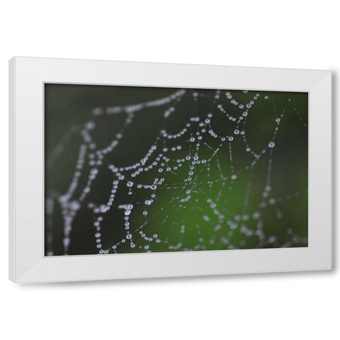 Dewy Web I White Modern Wood Framed Art Print by Berzel, Erin