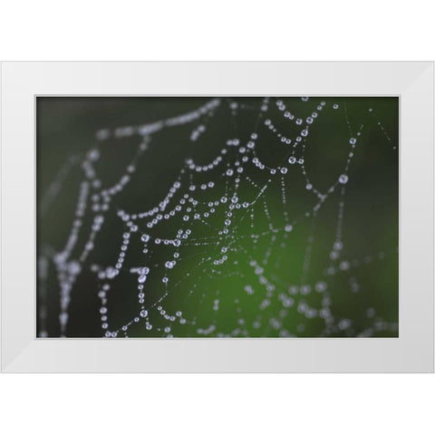 Dewy Web I White Modern Wood Framed Art Print by Berzel, Erin