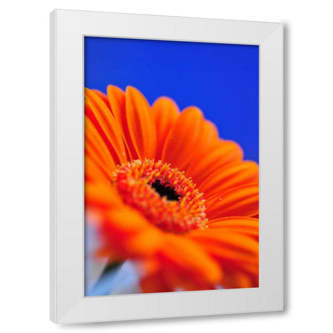 Compliments II White Modern Wood Framed Art Print by Berzel, Erin