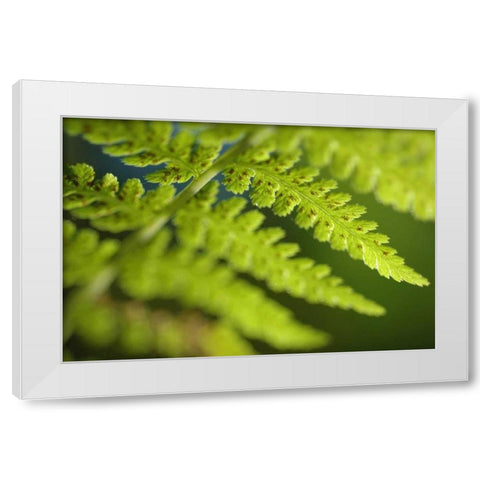 Spring Growth I White Modern Wood Framed Art Print by Berzel, Erin