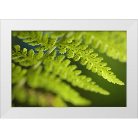 Spring Growth I White Modern Wood Framed Art Print by Berzel, Erin