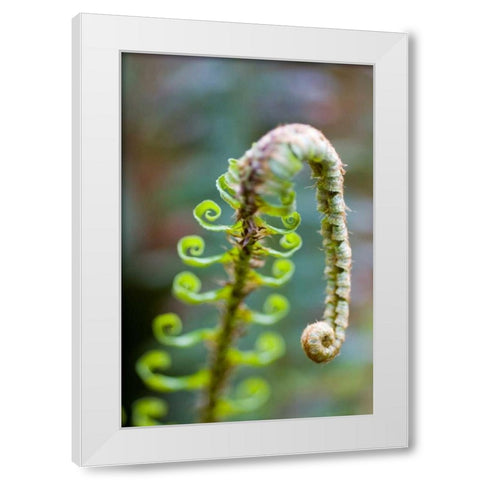 Spring Growth II White Modern Wood Framed Art Print by Berzel, Erin