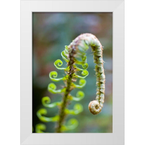 Spring Growth II White Modern Wood Framed Art Print by Berzel, Erin