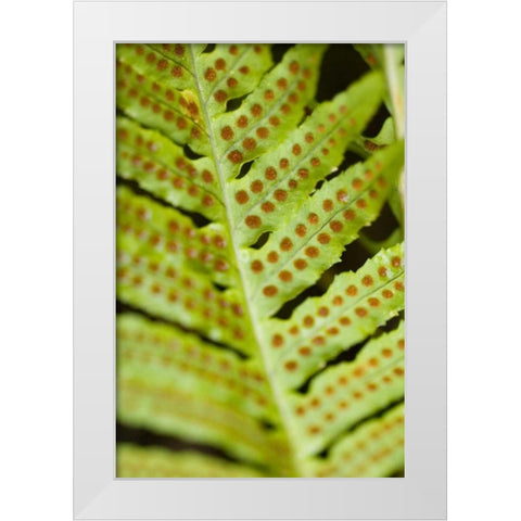 Spring Growth III White Modern Wood Framed Art Print by Berzel, Erin
