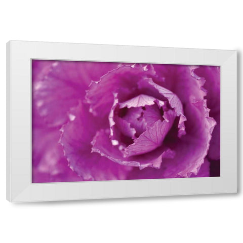 Purple Cabbage White Modern Wood Framed Art Print by Berzel, Erin