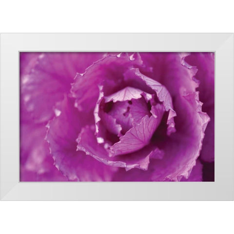 Purple Cabbage White Modern Wood Framed Art Print by Berzel, Erin
