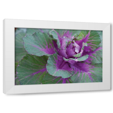 Cabbage Plant White Modern Wood Framed Art Print by Berzel, Erin