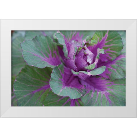 Cabbage Plant White Modern Wood Framed Art Print by Berzel, Erin