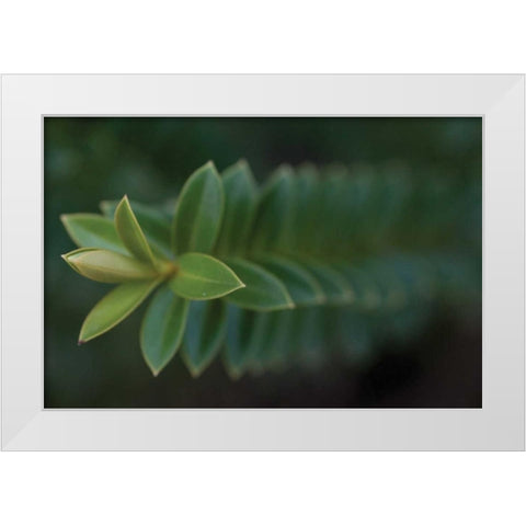 Green Leaves II White Modern Wood Framed Art Print by Berzel, Erin