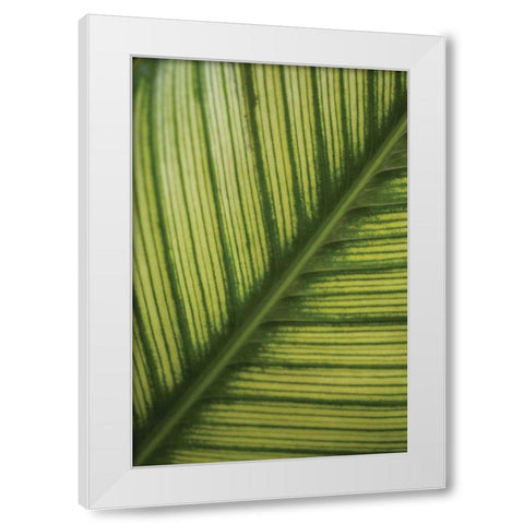 Leaf Detail II White Modern Wood Framed Art Print by Berzel, Erin
