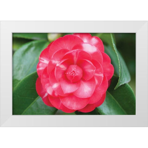 Camellia Flower I White Modern Wood Framed Art Print by Berzel, Erin