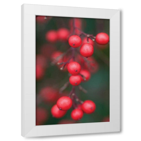 Red Berries I White Modern Wood Framed Art Print by Berzel, Erin