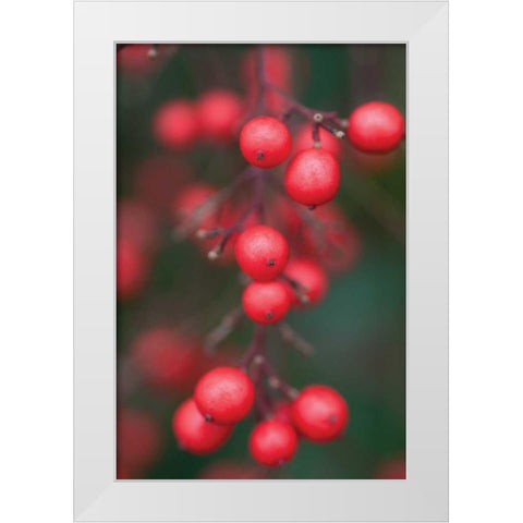 Red Berries I White Modern Wood Framed Art Print by Berzel, Erin