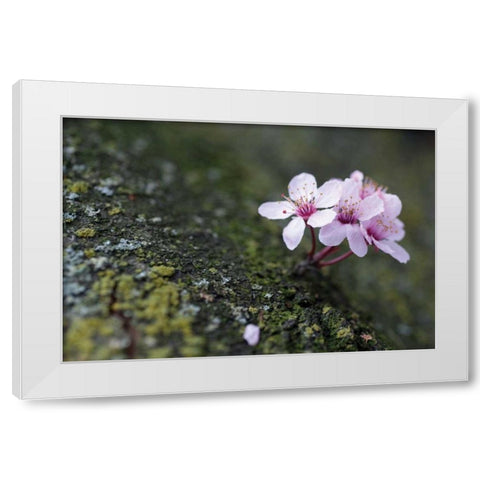 Portland Cherry Blossom I White Modern Wood Framed Art Print by Berzel, Erin