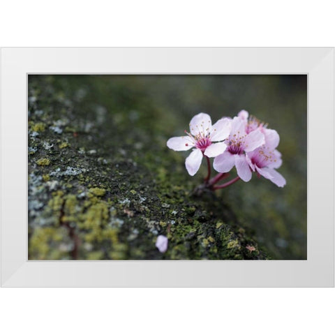 Portland Cherry Blossom I White Modern Wood Framed Art Print by Berzel, Erin