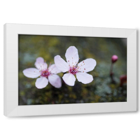 Portland Cherry Blossom II White Modern Wood Framed Art Print by Berzel, Erin
