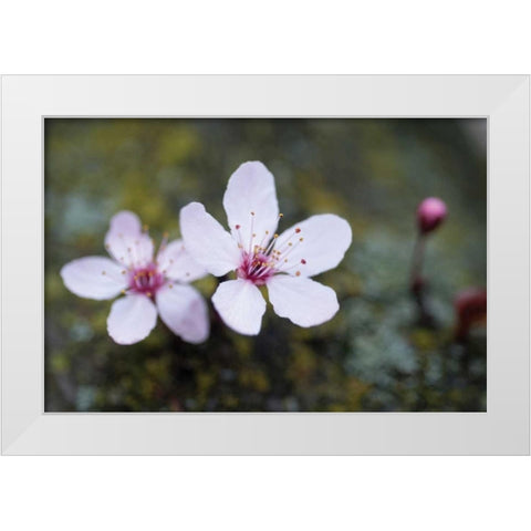 Portland Cherry Blossom II White Modern Wood Framed Art Print by Berzel, Erin