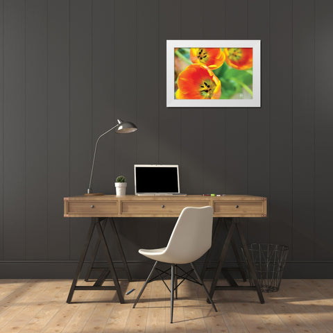 Orange Tulips II White Modern Wood Framed Art Print by Berzel, Erin