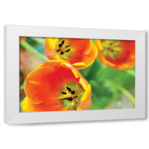Orange Tulips II White Modern Wood Framed Art Print by Berzel, Erin