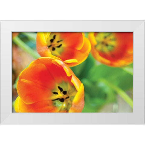 Orange Tulips II White Modern Wood Framed Art Print by Berzel, Erin