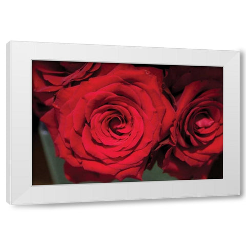 Red Roses White Modern Wood Framed Art Print by Berzel, Erin