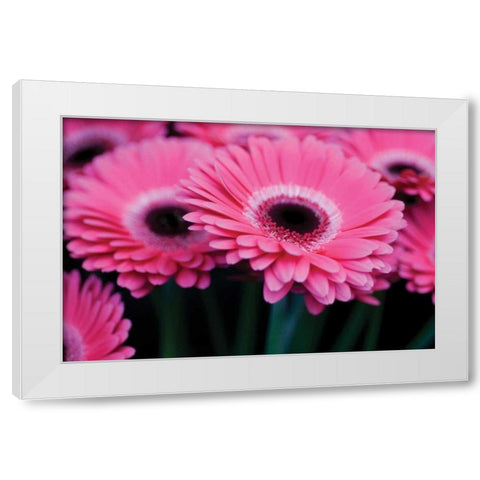 Pink Gerbera Daisies I White Modern Wood Framed Art Print by Berzel, Erin