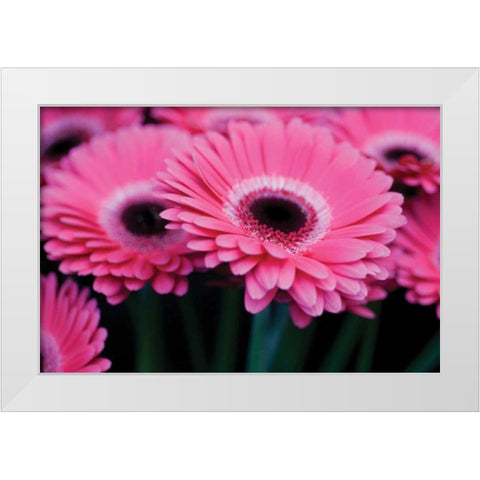 Pink Gerbera Daisies I White Modern Wood Framed Art Print by Berzel, Erin