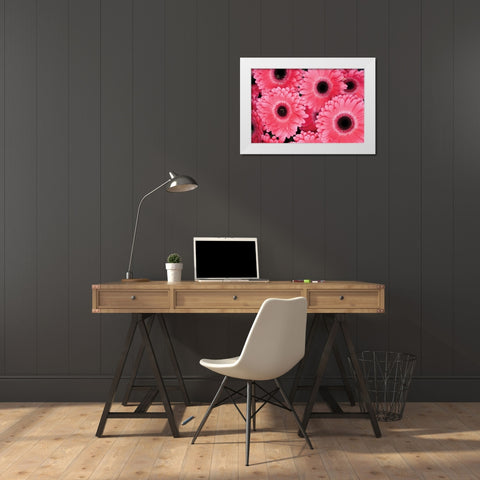 Pink Gerbera Daisies III White Modern Wood Framed Art Print by Berzel, Erin